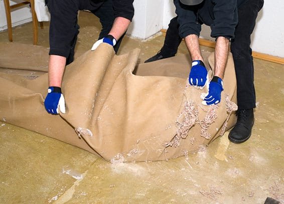 Two workers removing an old carpet from a floor during renovation.